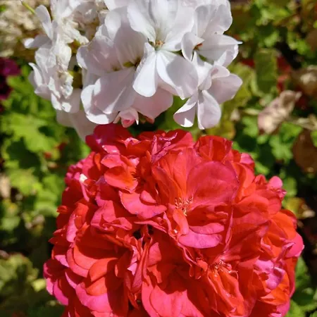 Гостевой дом Chabela's Water 4*